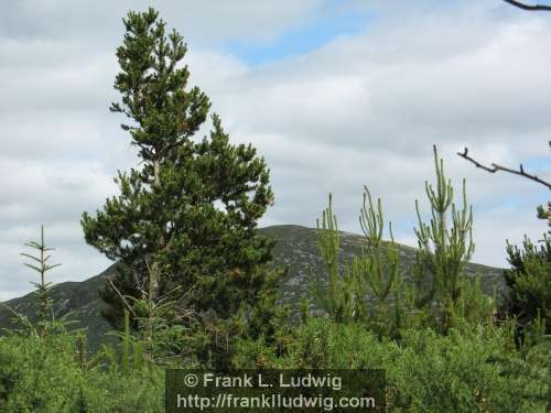 Slieve Daeane, Birds Mounatin